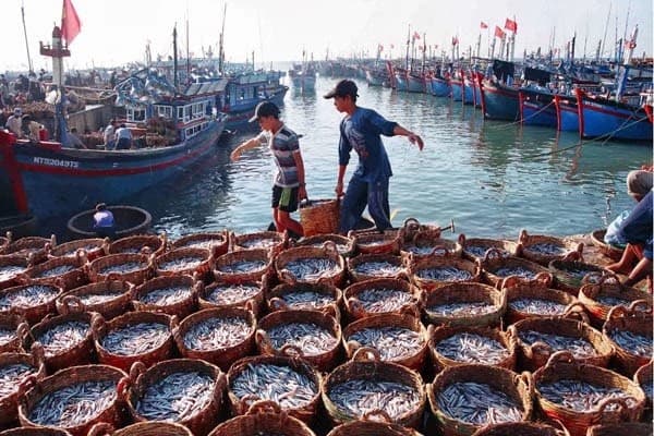 Quang Tri fights on IUU fishing to get removal of “yellow card” warning