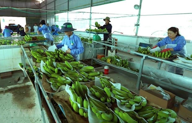 Vietnamese agricultural products enjoy bustling export to China