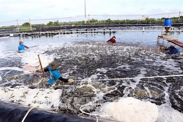Việt Nam becomes Norway's largest seafood consumer in Southeast Asia