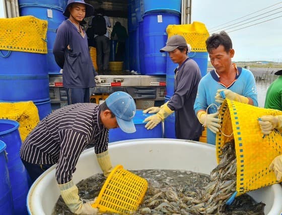 Shrimp exports expected to reach over US$4.3 billion in 2023