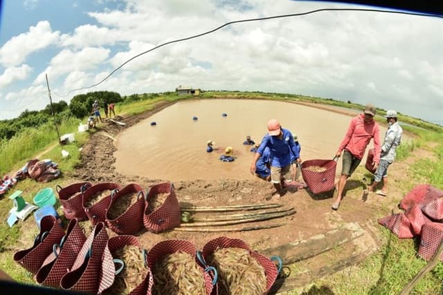 Difficult year awaits shrimp exporters: experts
