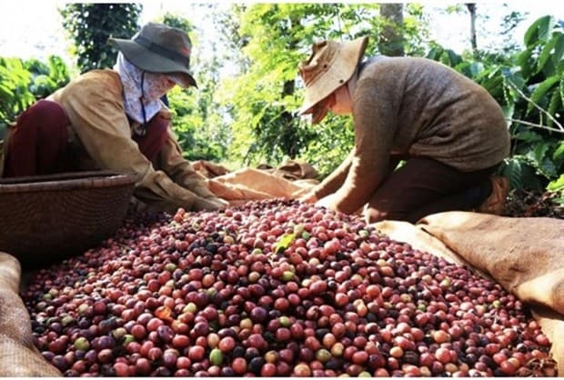 Vietnam needs to develop coffee branding to go global