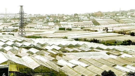 Vietnamese enterprises prepare for carbon credit market