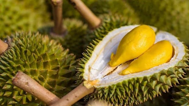 Durian to make breakthrough for Vietnam"s fruit exports