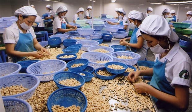Cashew firms enhance processing to add value to products