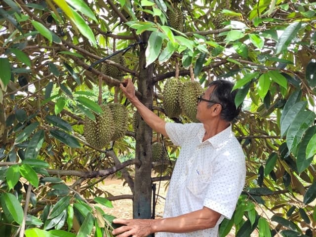 Durian to make breakthrough for Việt Nam's fruit exports