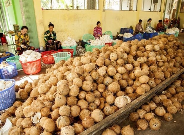 Ben Tre province boosts collective economy development