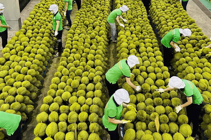 MARD targets $14 billion in agro-forestry-aquatic exports in Q2