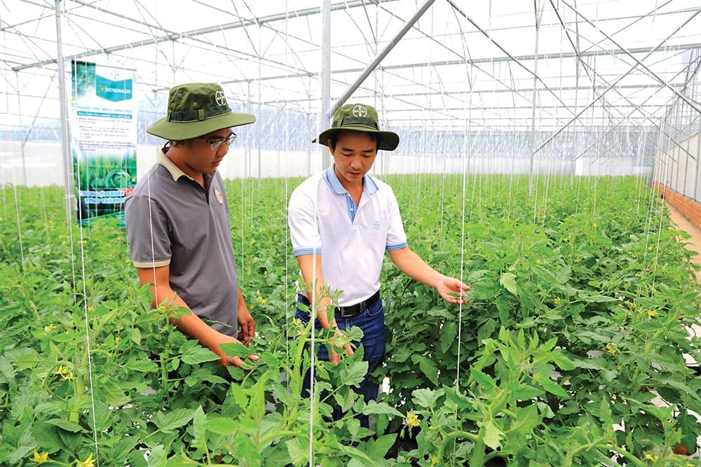 Eco-friendly production in lead for aid