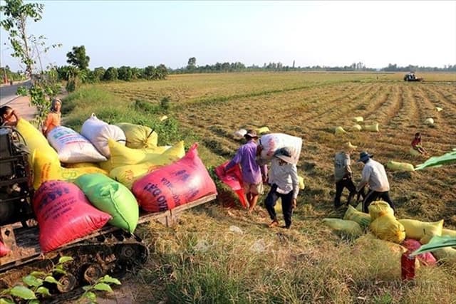 Vietnamese rice in high demand on international markets
