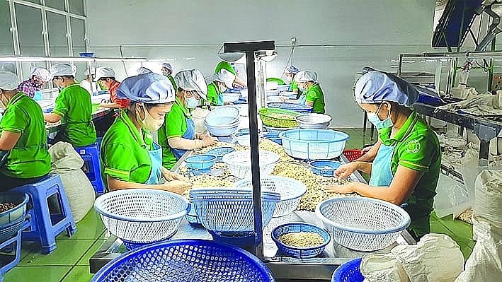 Proposals to remove obstacles for cashew businesses