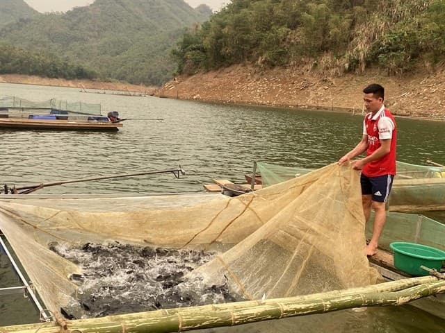 Caged fish farming in hydro-power reservoirs helps people earn stable incomes