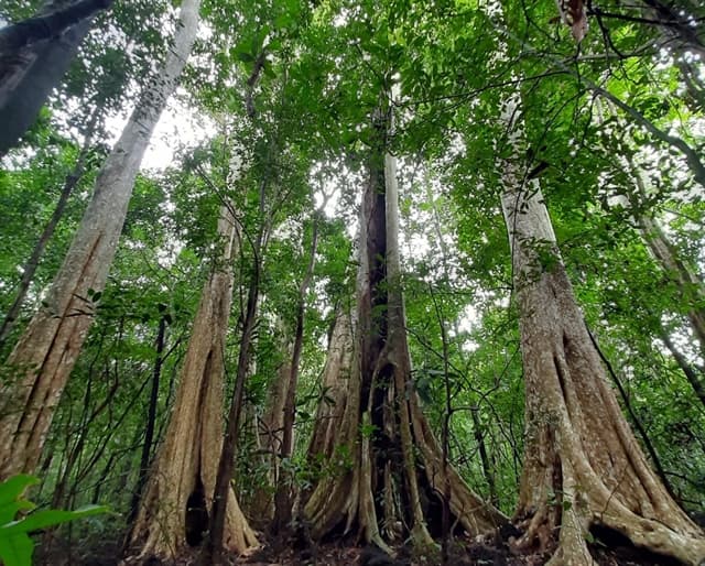 Việt Nam will run carbon trade exchange in 2028