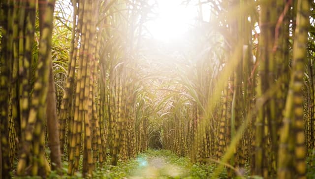 Many businesses taste sweet success due to high price of sugar cane