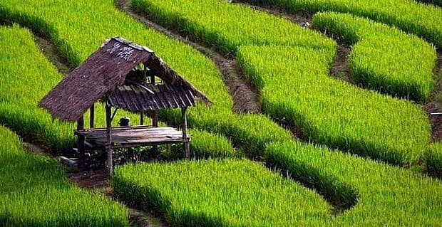Indonesia prioritises modern, sustainable agriculture