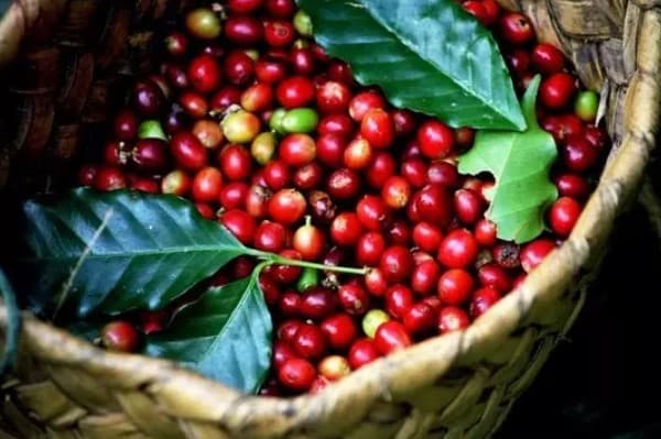 Gia Lai province focuses on specialty coffee branding