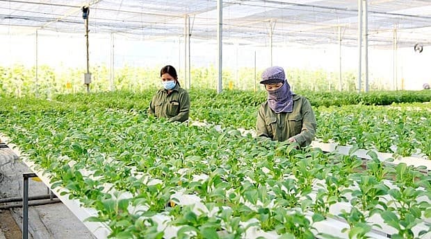 Hanoi strives to raise annual income for farmers to 70 million VND in 2023