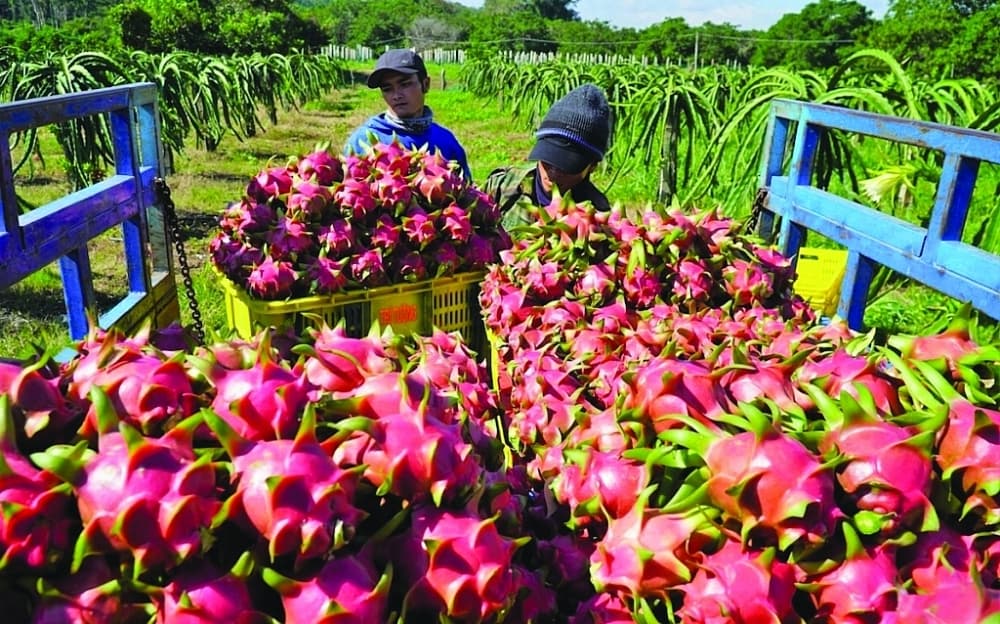 "Fluttering" the fear of violating the planting area code