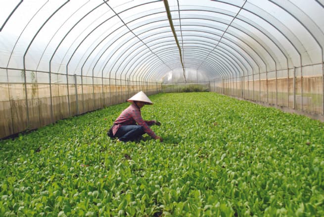 Farmers Benefit Greatly from Hi-tech Agriculture