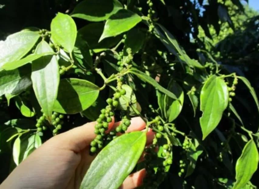 Việt Nam does not face challenge from Cambodia pepper exports to China: experts