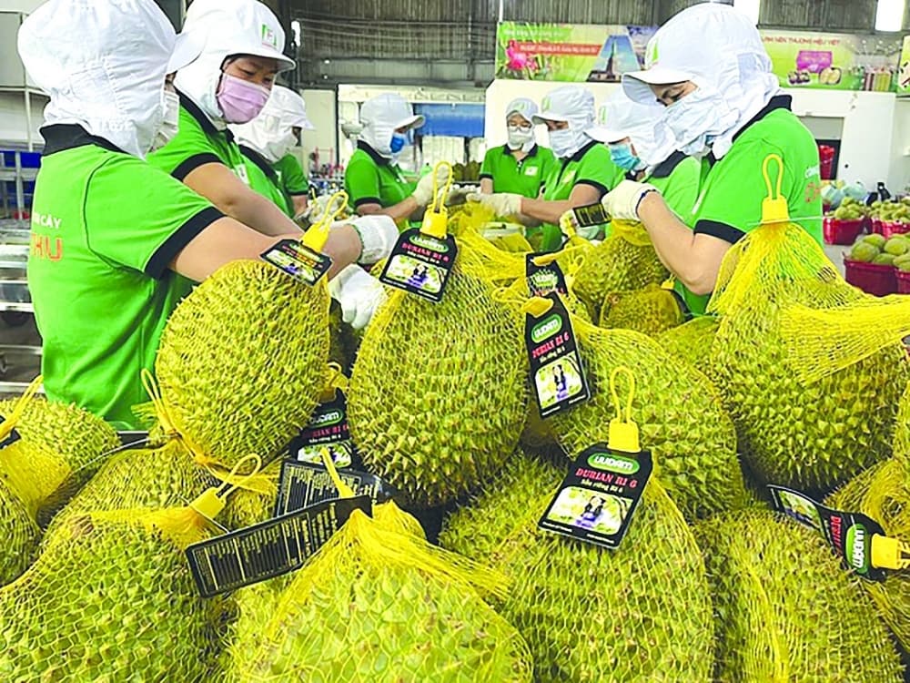 Proposing many solutions to export agricultural products to Guangxi-China easily