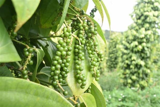 Pepper exports increase 30%