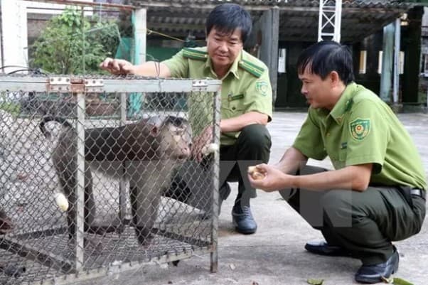To enhance cooperation in forest, wildlife protection between Vietnamese, Lao localities