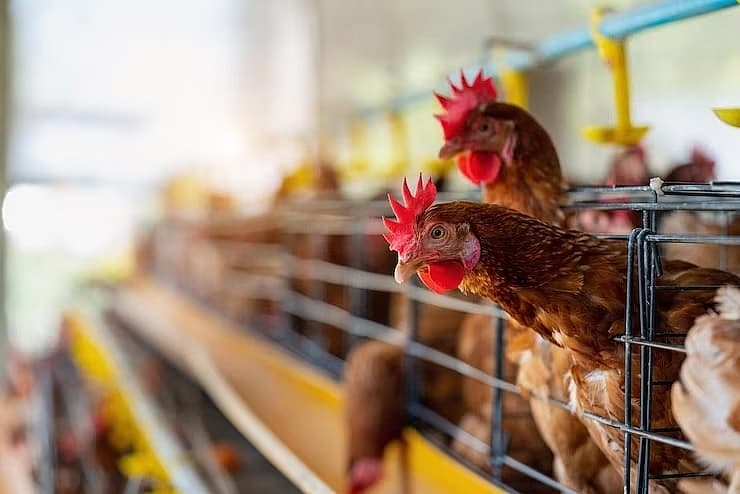 Myriad of issues hinder livestock firms