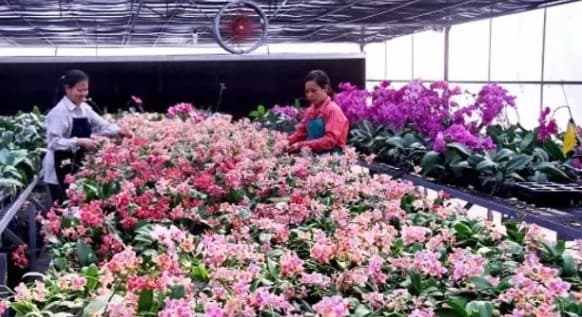 High tech in flower growing brings income for locals in Hanoi