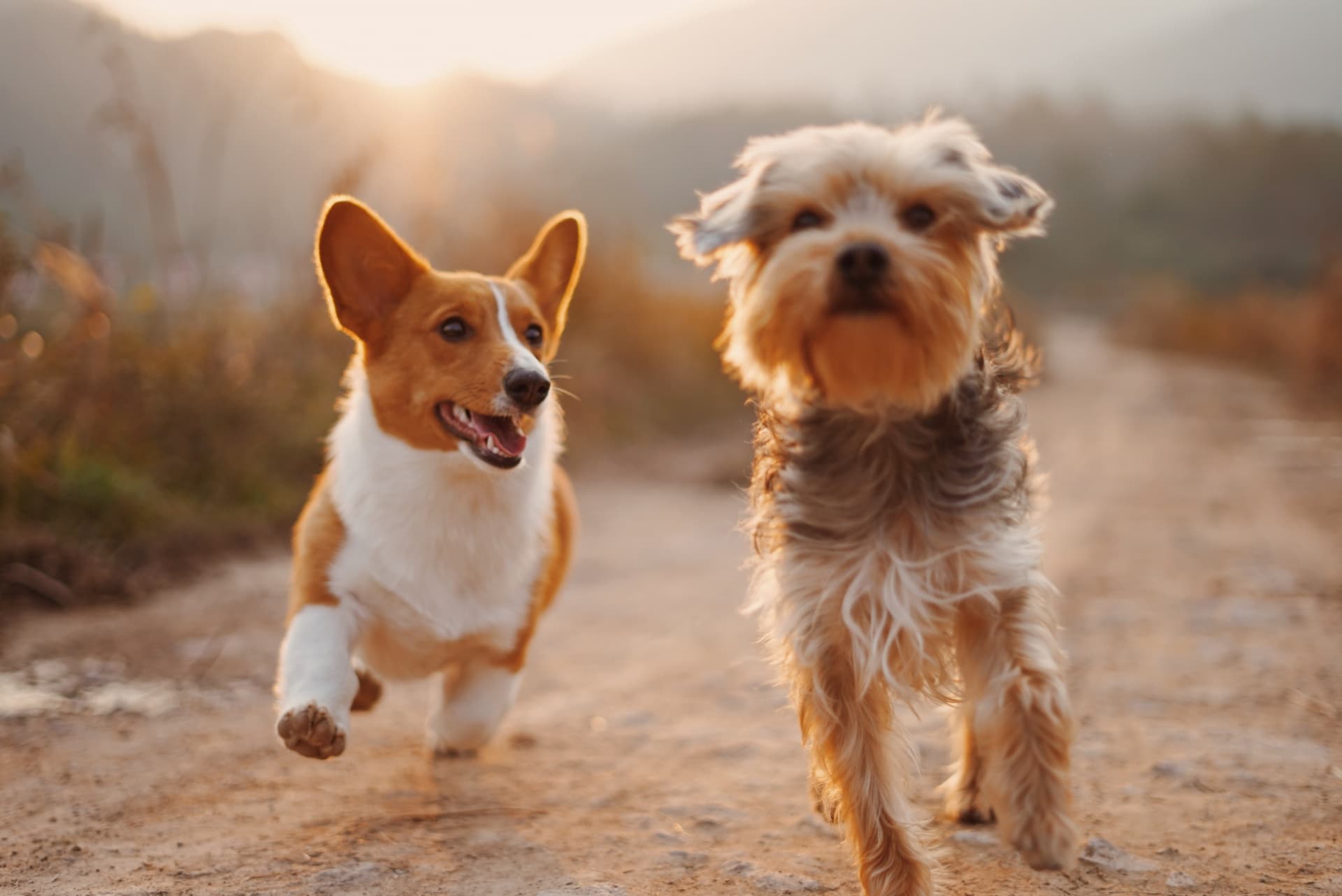 Diana Unicharm ventures into pet care sector in Vietnam