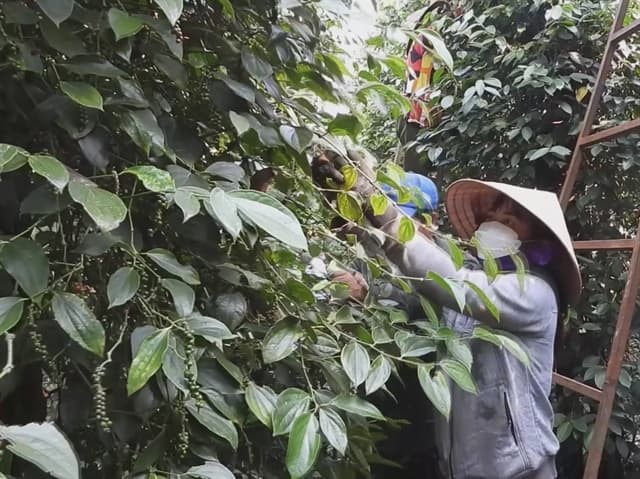 PM orders assistance for peppercorn exporters