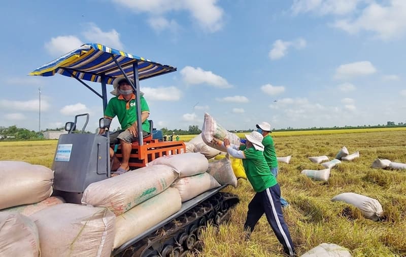Rice exporters seize unprecedented opportunity