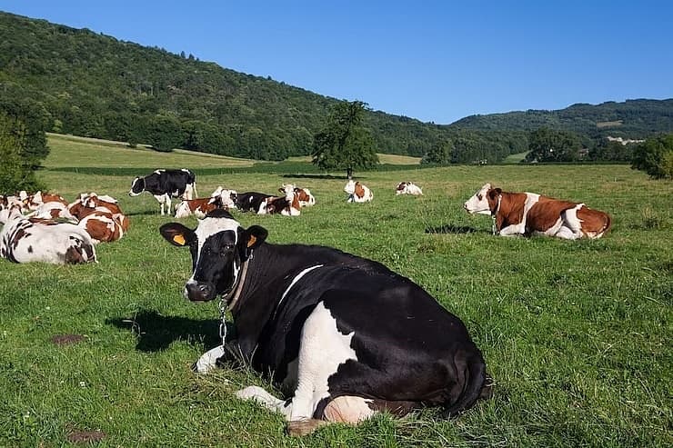 Malaysia blocks live cattle imports from Australia after skin disease scare