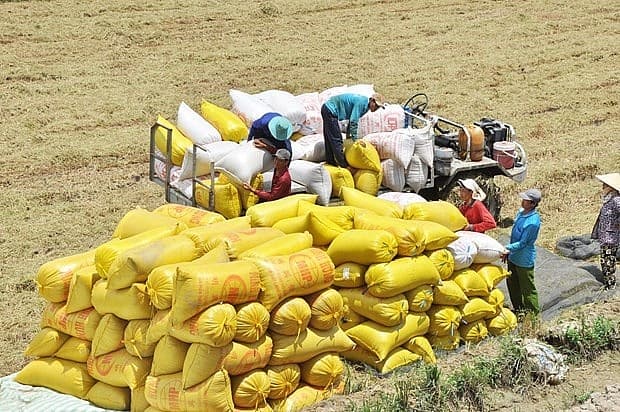 Ministry building long-term strategy on rice exports, market stabilisation: official
