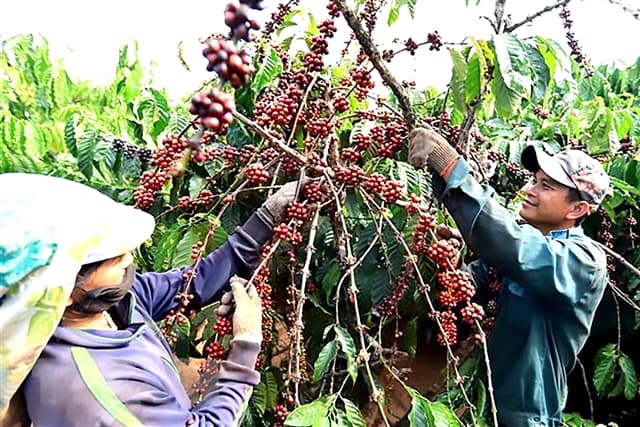 Coffee industry urged to get ready for EU’s deforestation regulation