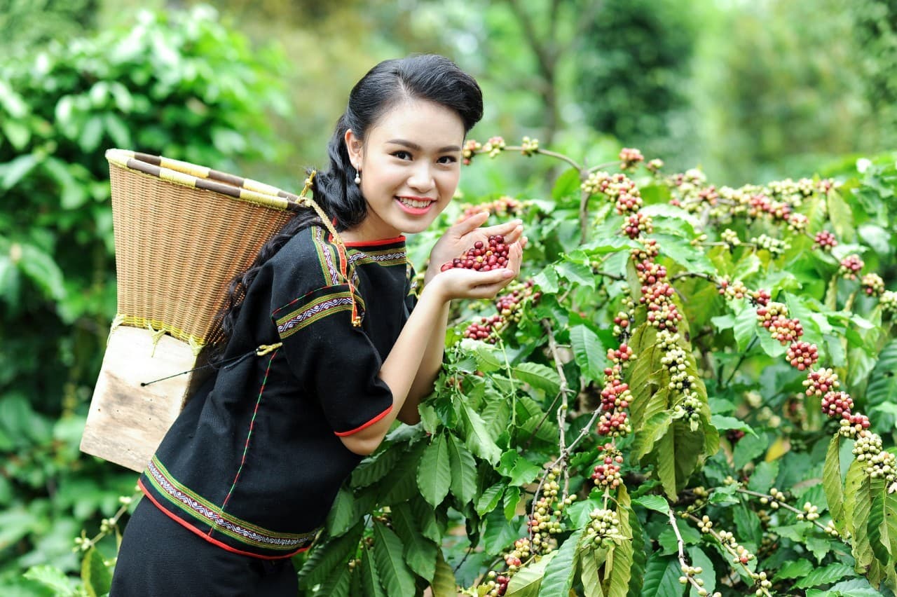 Mouting pressure for coffee supply chain