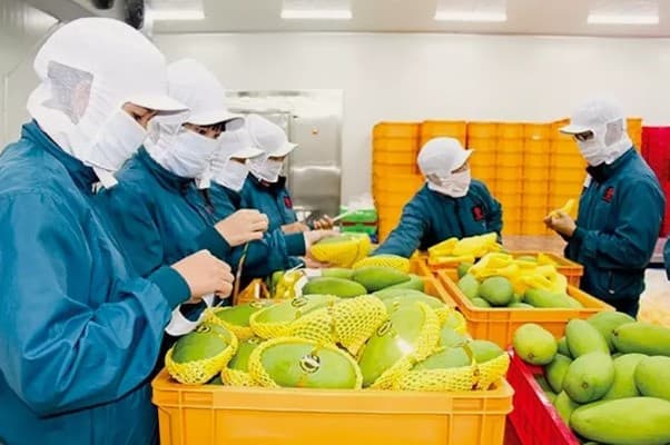 EVFTA facilitates Vietnam’s agricultural product exports to EU market