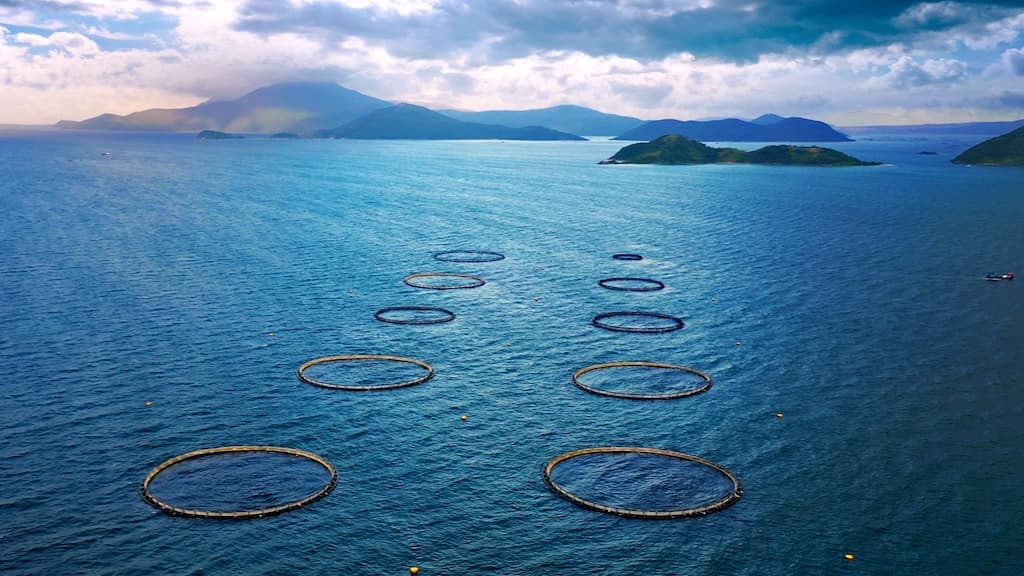Australis aims to expand aquaculture farms in Khanh Hoa