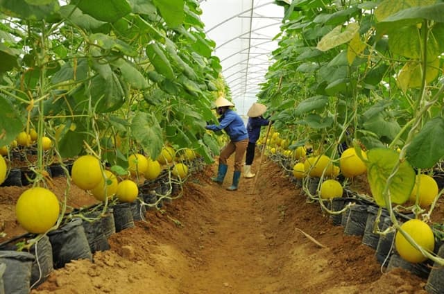 Vietnam-Japan cooperate towards green growth