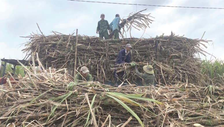 Supply-demand gap widens in sugar industry
