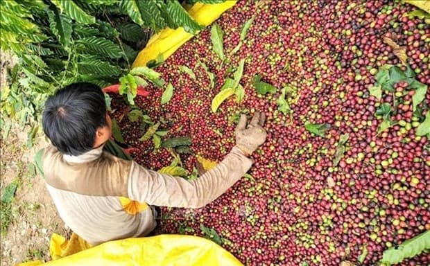 Vietnam's Coffee Exports to Slow Down in Q3