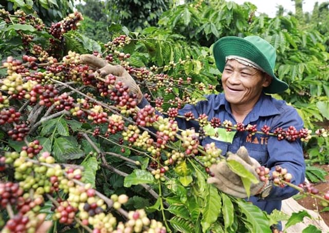 Vietnam's coffee exports to Japan surge amid import slow