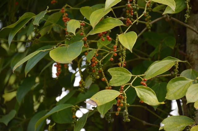 Vietnam needs to promote pepper brand in CPTPP market