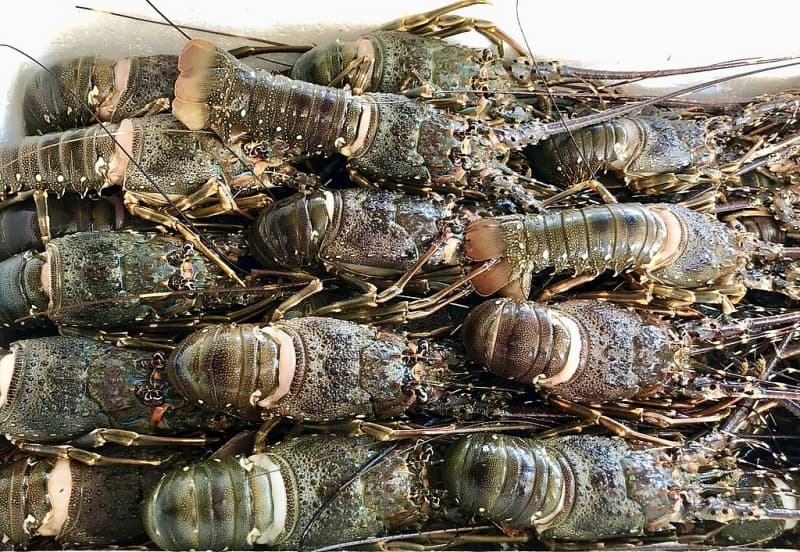 Enterprises seek for official export lobster Channel to China