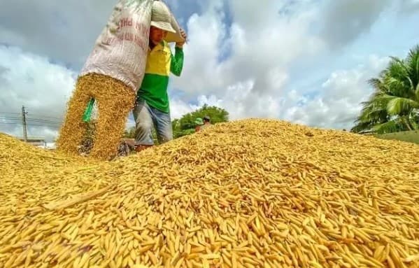Vietnam able to ensure food security in all circumstances: Deputy Minister