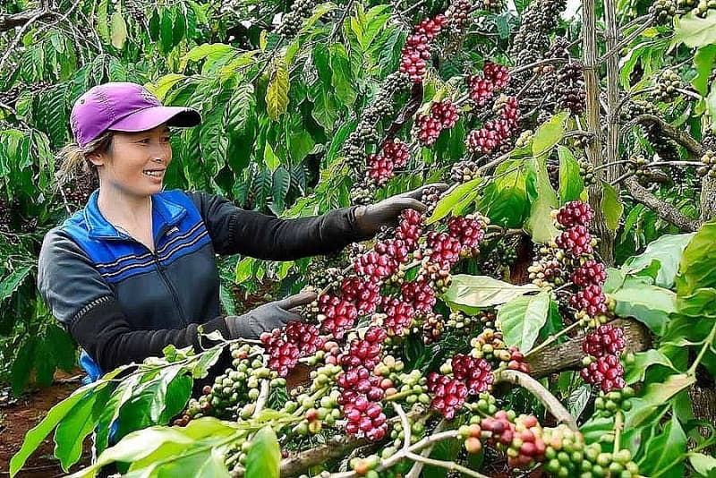 To "get a good harvest and get a good price", coffee businesses need credit incentives