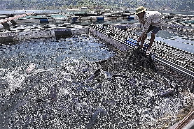Developing reservoir fisheries, building brands for the domestic market