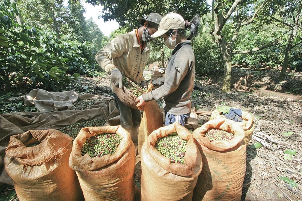 Guidelines requested for coffee export chain