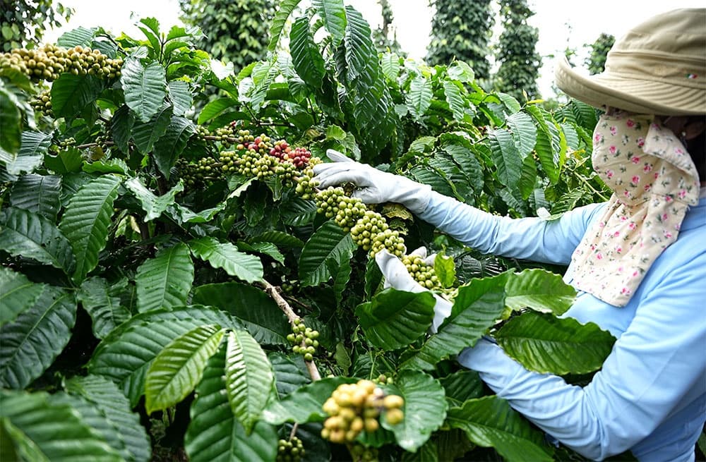 Nestlé supports farmers to advance regenerative agriculture