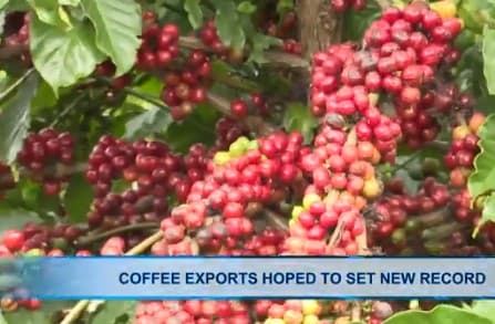 Coffee exports hoped to set new record